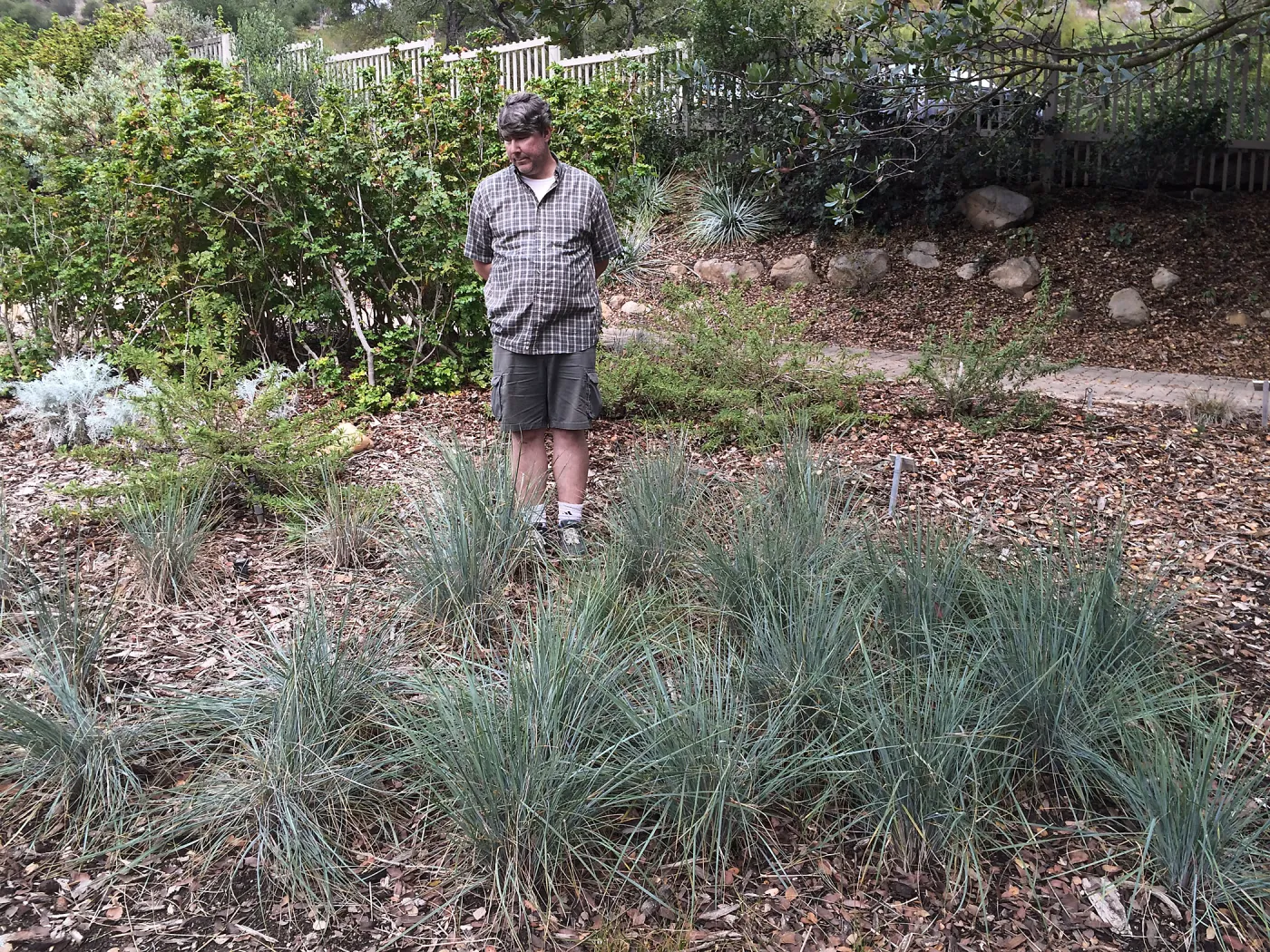 Bruce Reed, Festuca californica