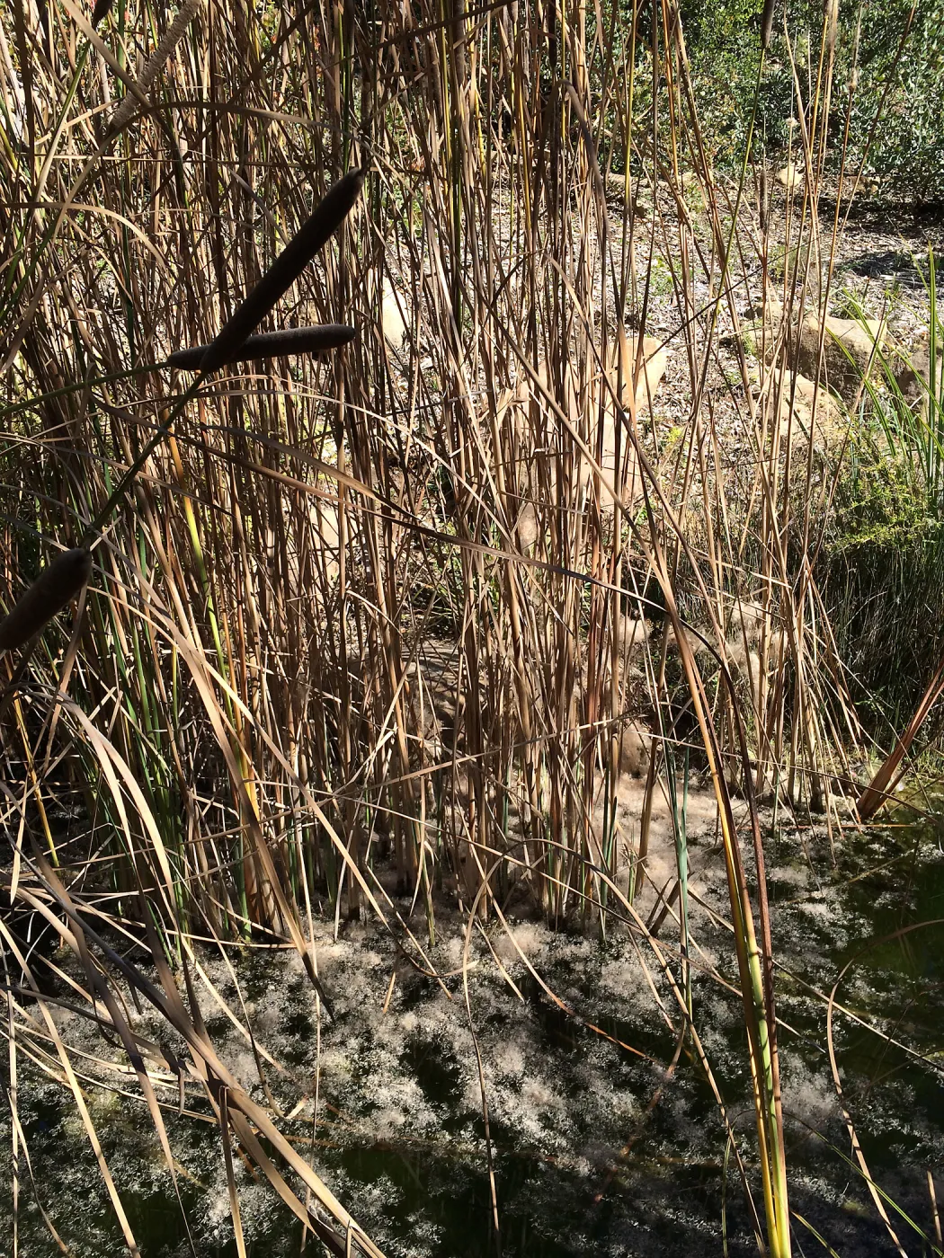 Cattail seed in the Arroyo pond