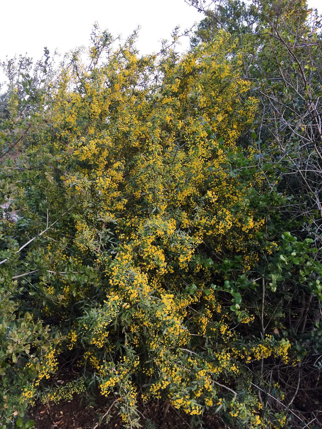 Berberis nevinii