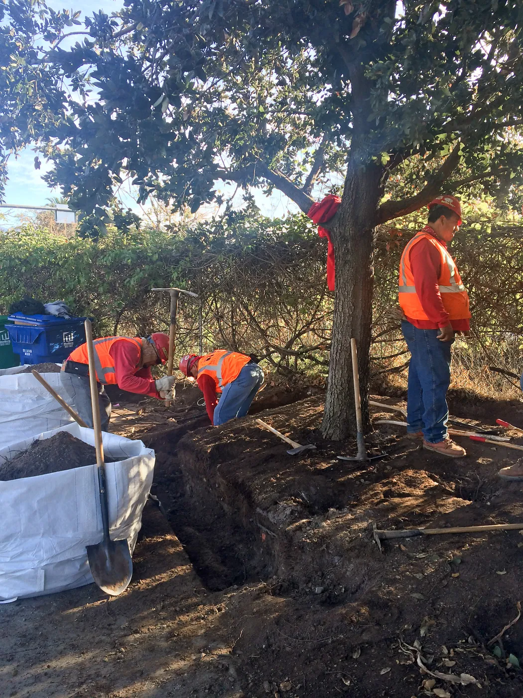 Preparing to move island oaks at Van Atta and Associates