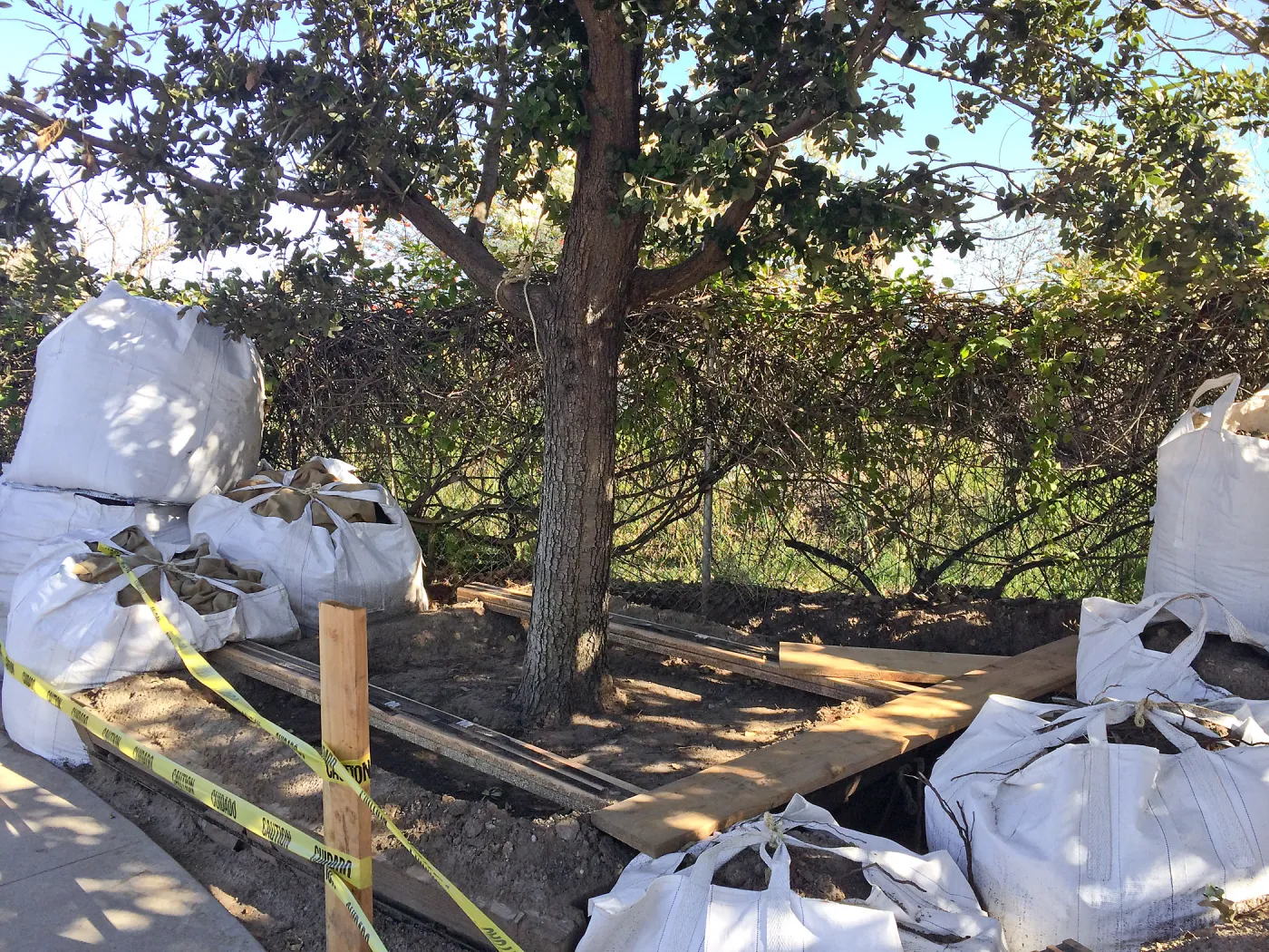 Island Oaks in Susan Van Atta parking lot just before being moved