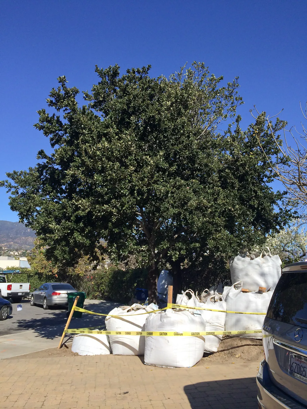 Island Oaks in Susan Van Atta parking lot just before being moved