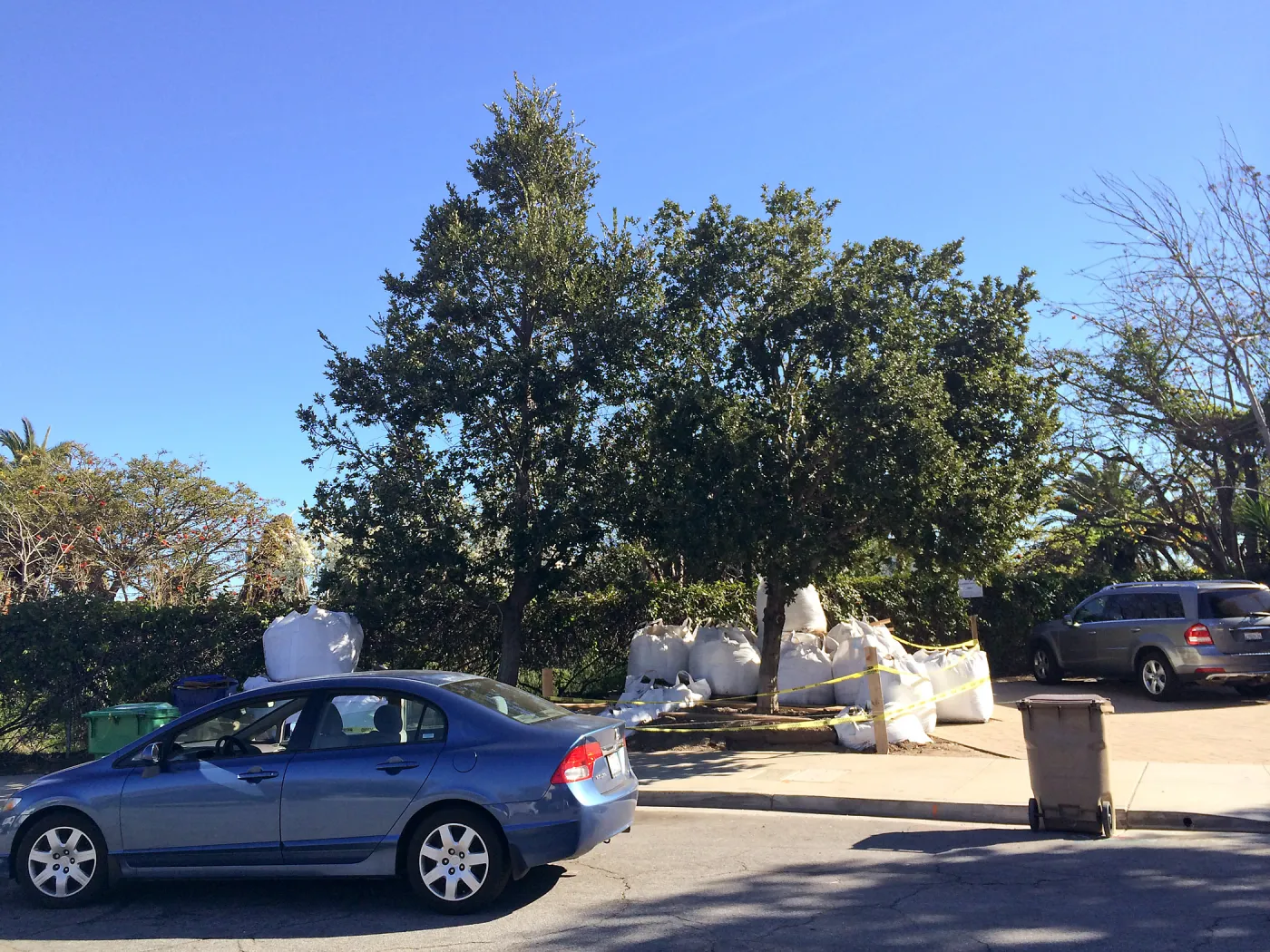 Island Oaks in Susan Van Atta parking lot just before being moved