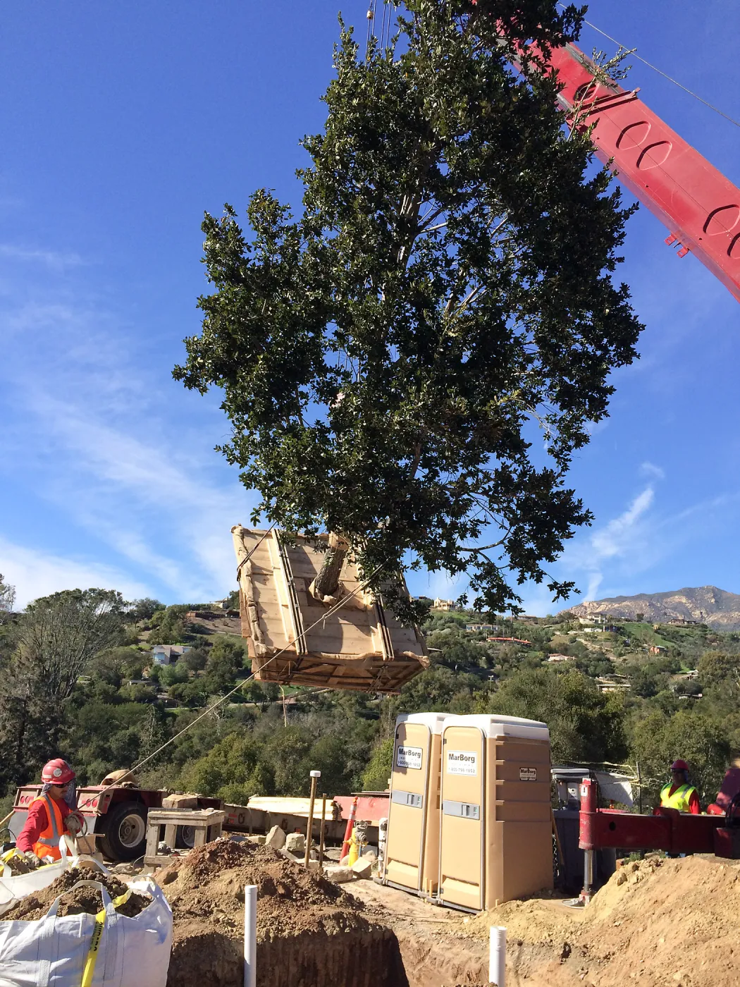 Planting of Island Oaks at the Pritzlaff Conservation Center