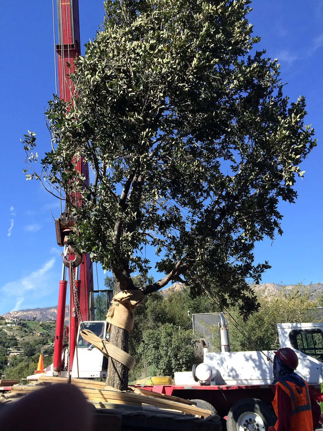 Planting of Island Oaks at the Pritzlaff Conservation Center