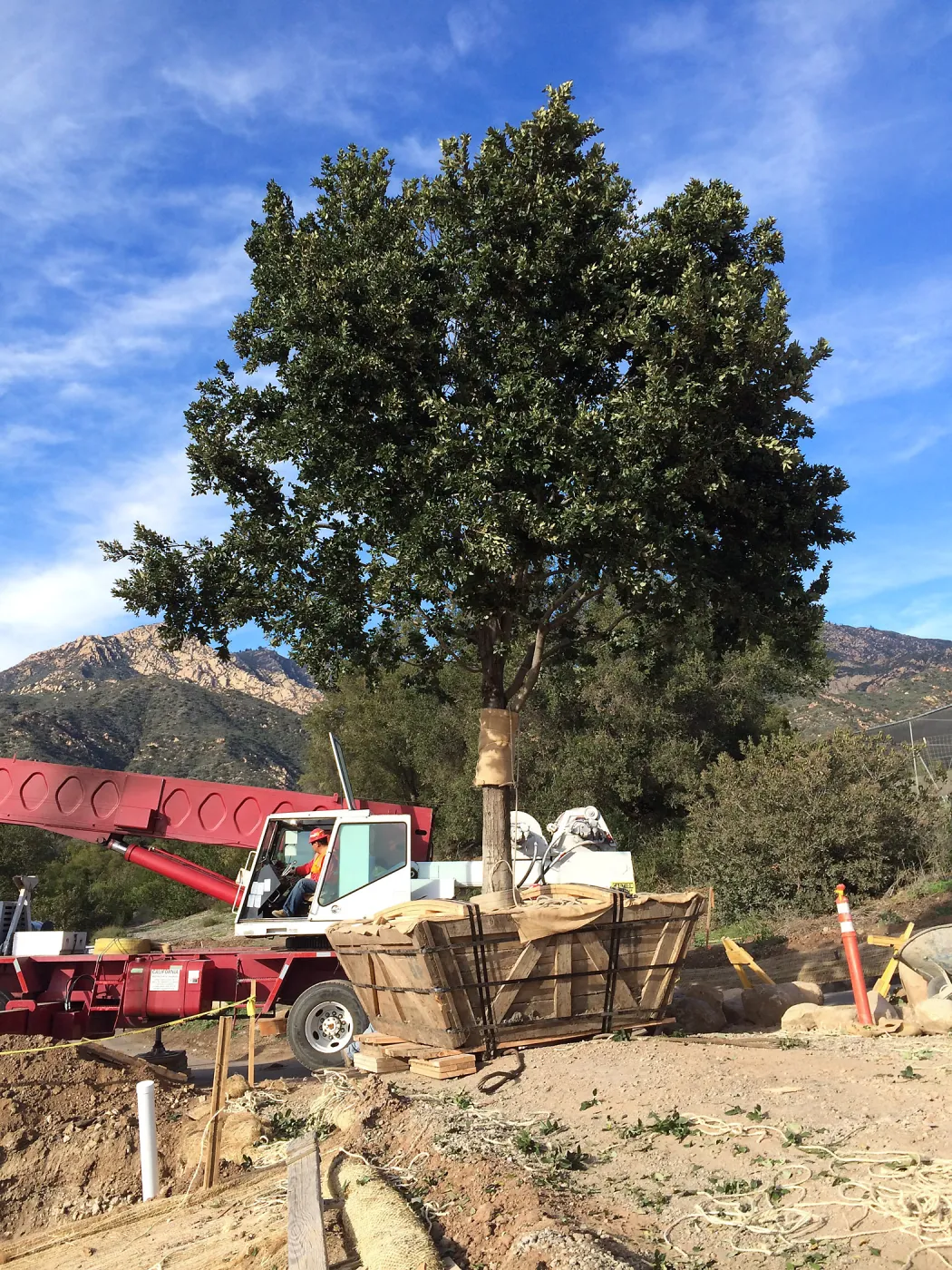 Planting of Island Oaks at the Pritzlaff Conservation Center