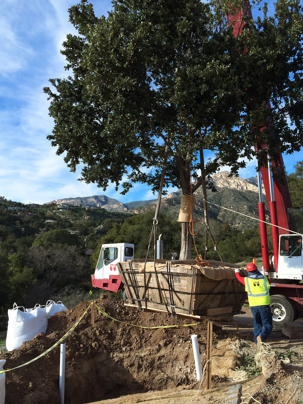 Planting of Island Oaks at the Pritzlaff Conservation Center