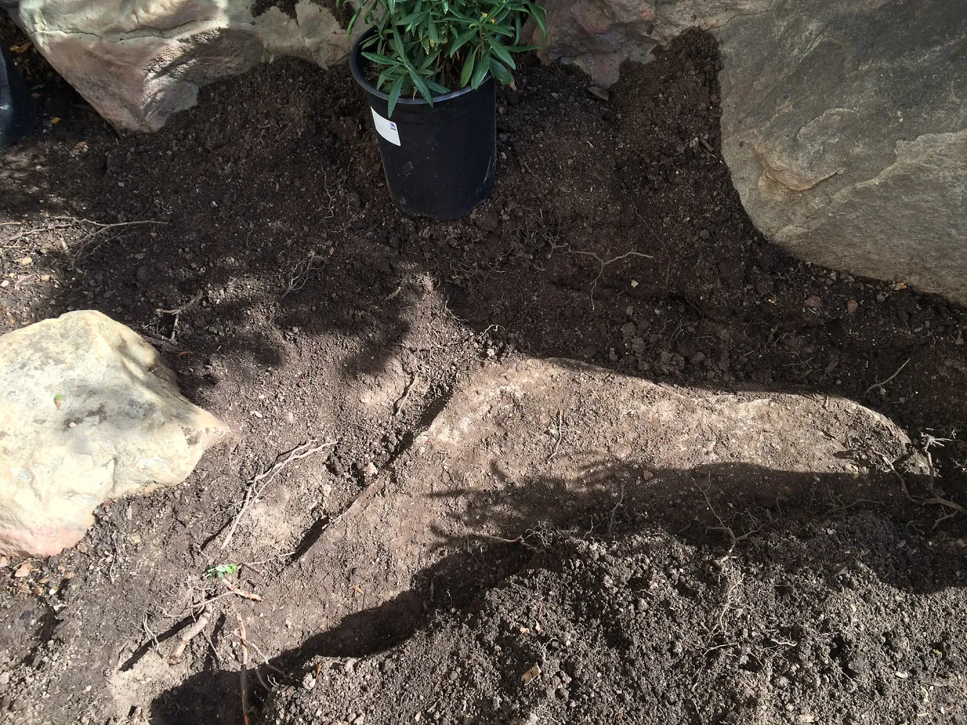 Buried rock at Home Demonstration Garden