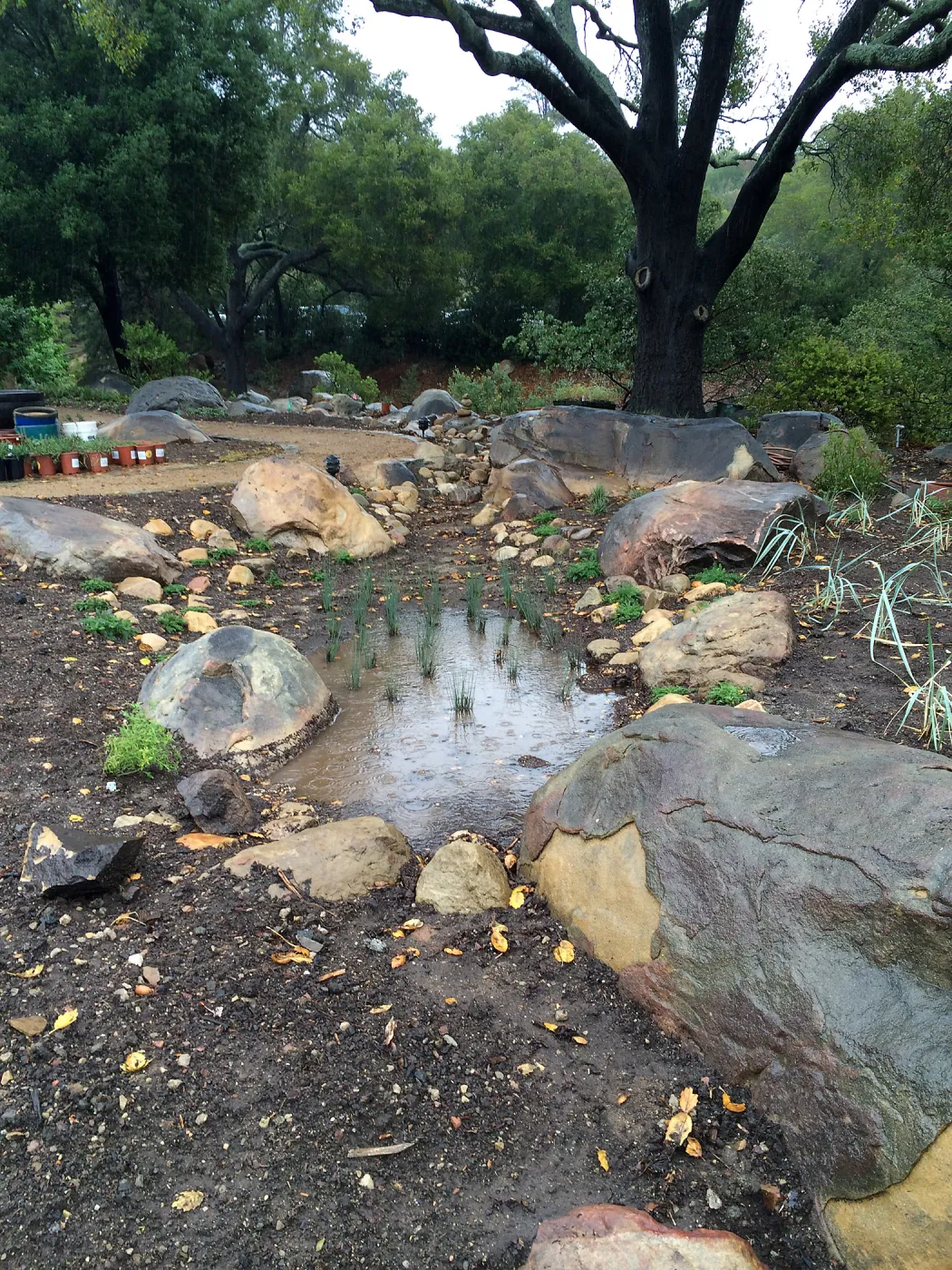 Water Wise Home Demonstration Garden during installation. Bioswale