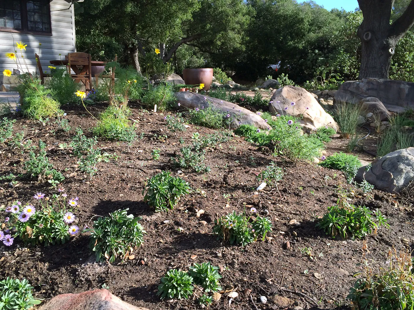 Initial planting at Water Wise Home Garden