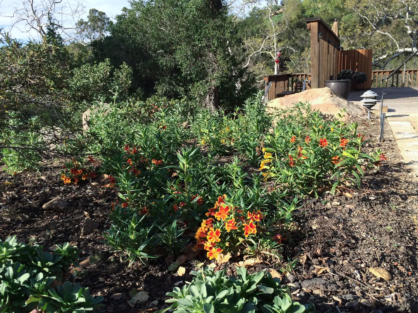 Initial planting at Water Wise Home Garden