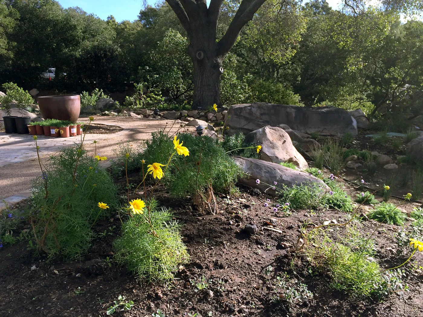 Initial planting at Water Wise Home Garden