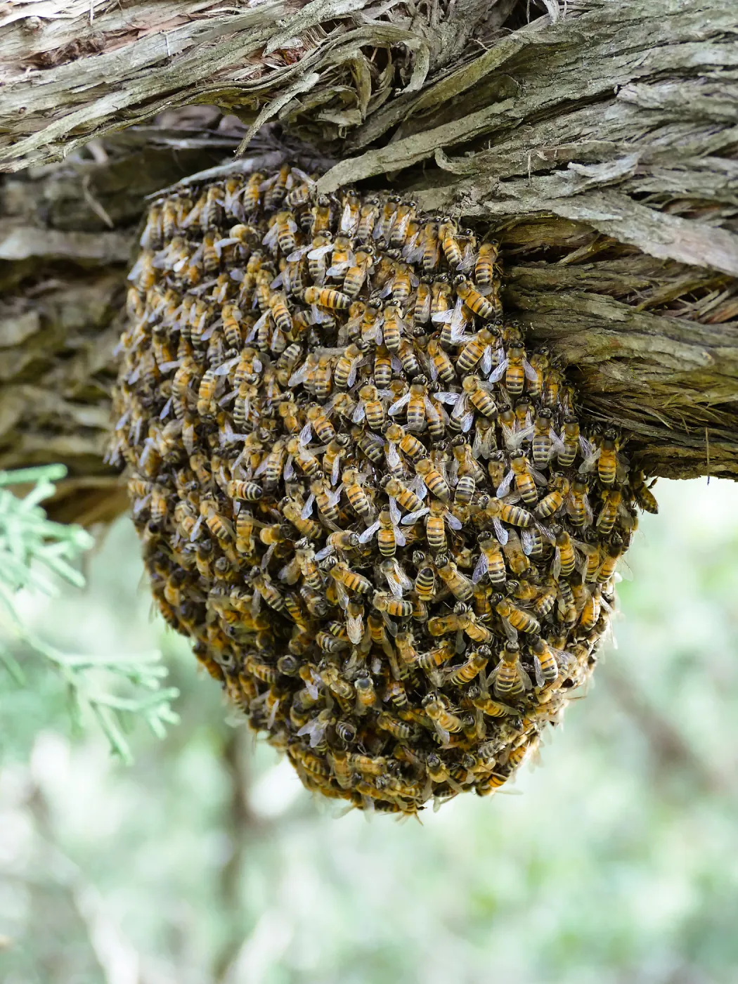 Bee swarm at bottom of meadow