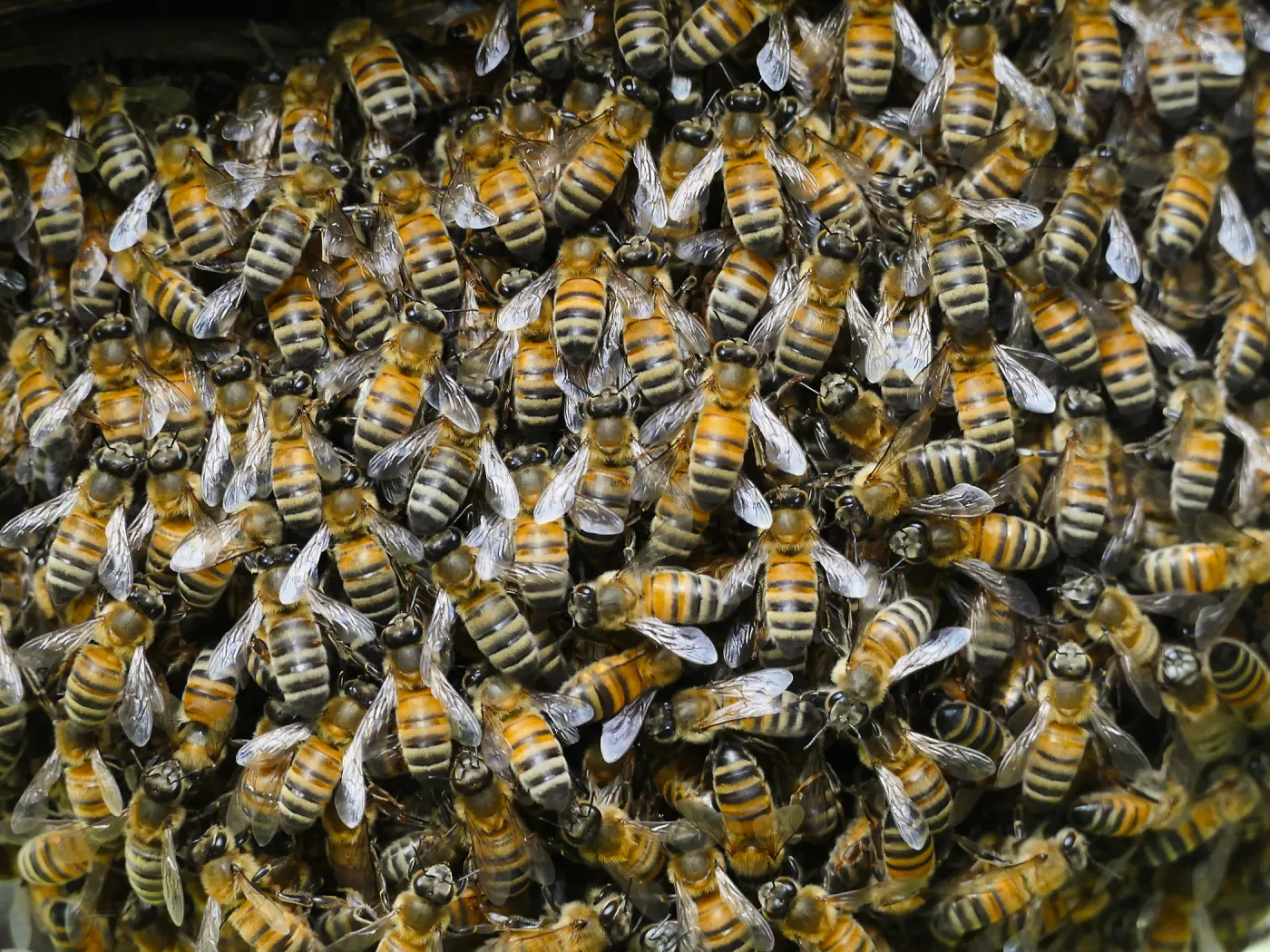 Bee swarm at bottom of meadow