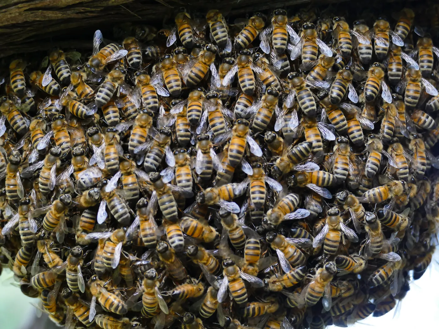 Bee swarm at bottom of meadow