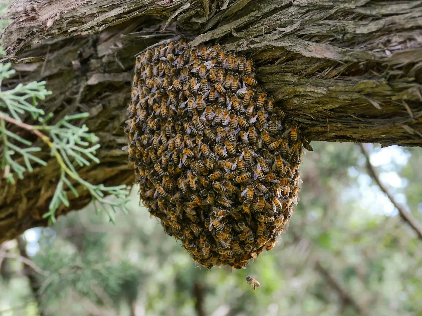 Bee swarm at bottom of meadow