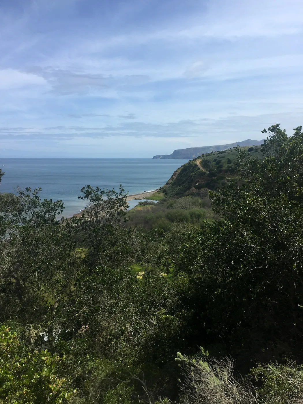 California Botanist Society trip to Santa Cruz Island with Steve Junak