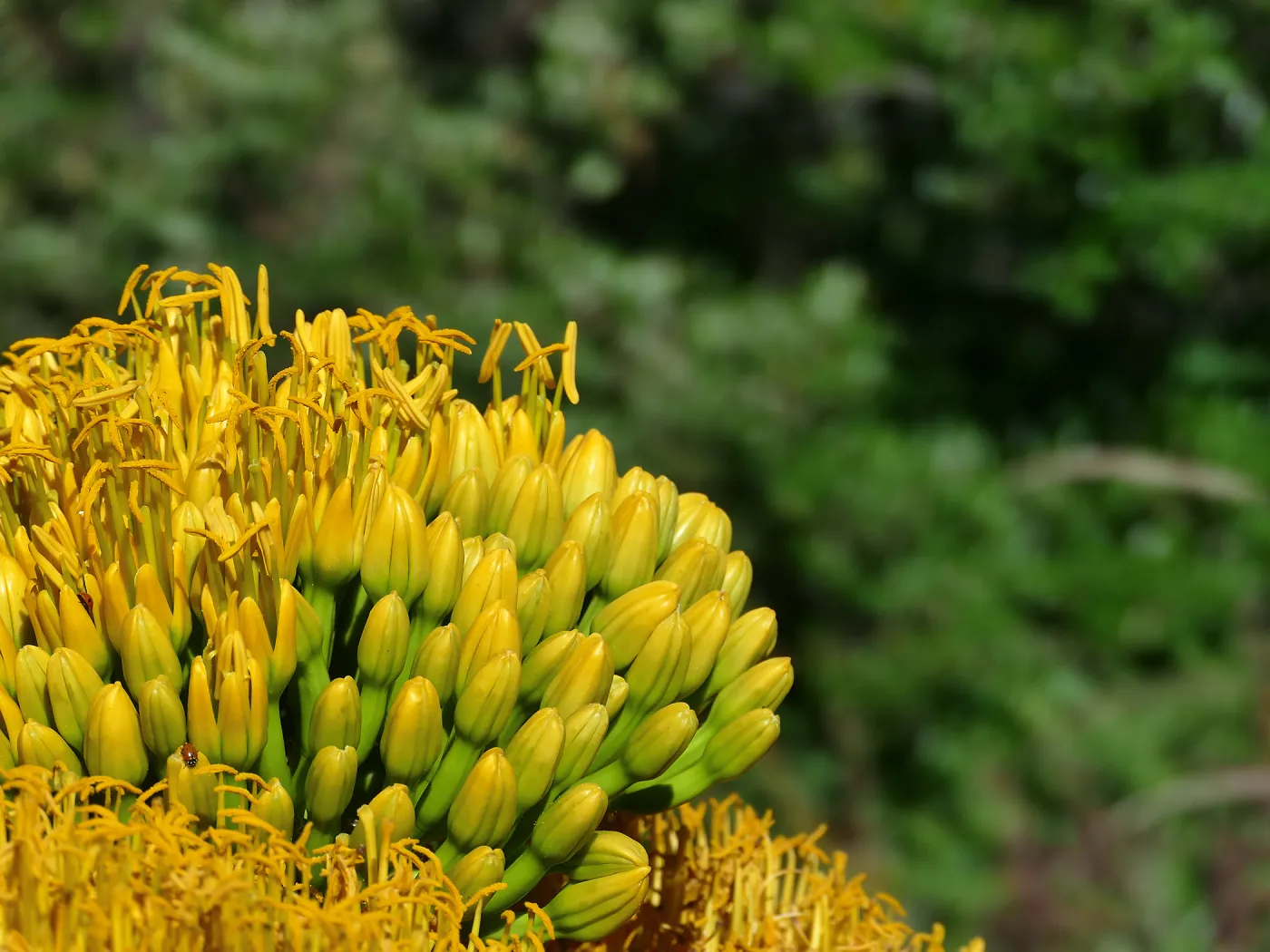 Agave sebastiana