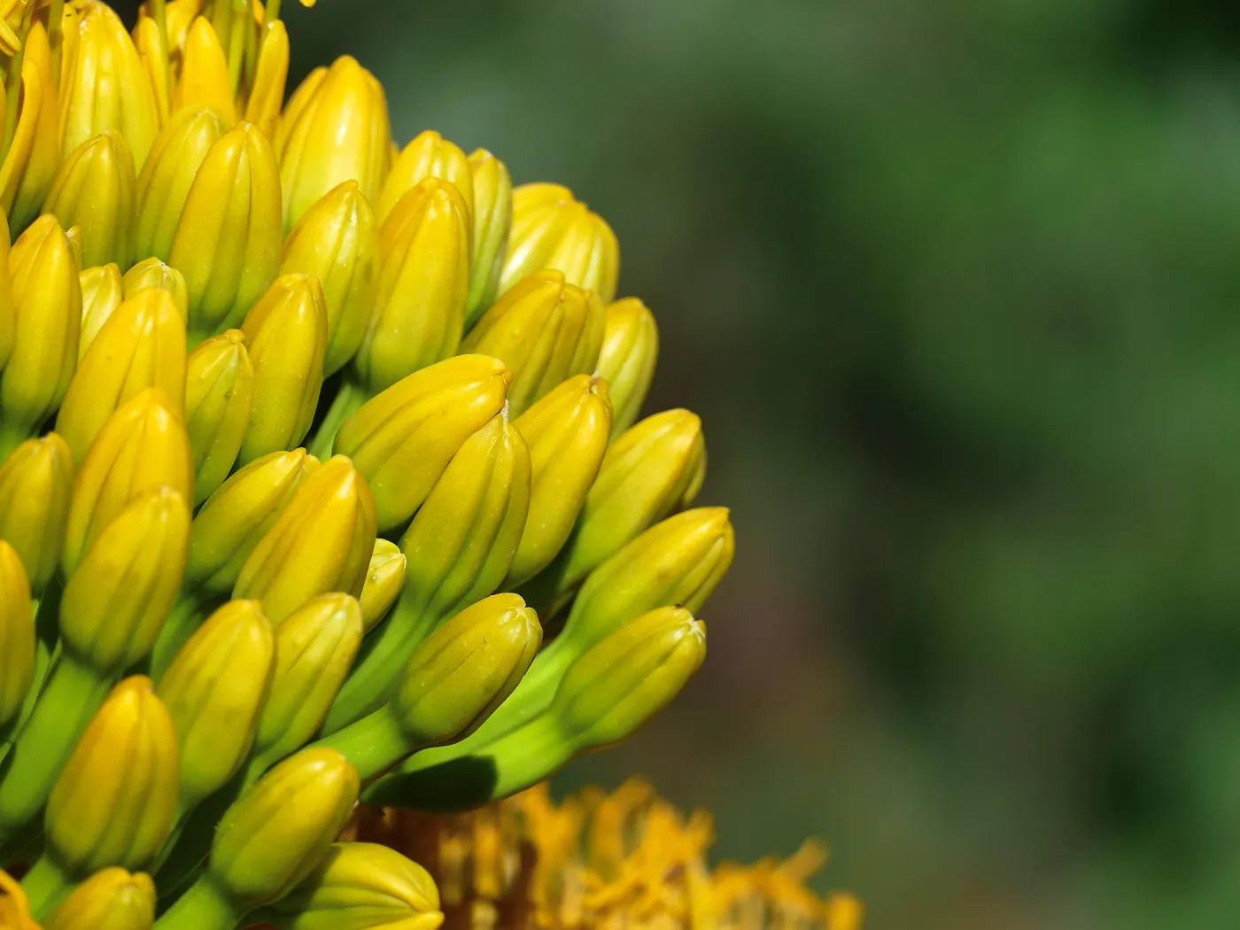 Agave sebastiana