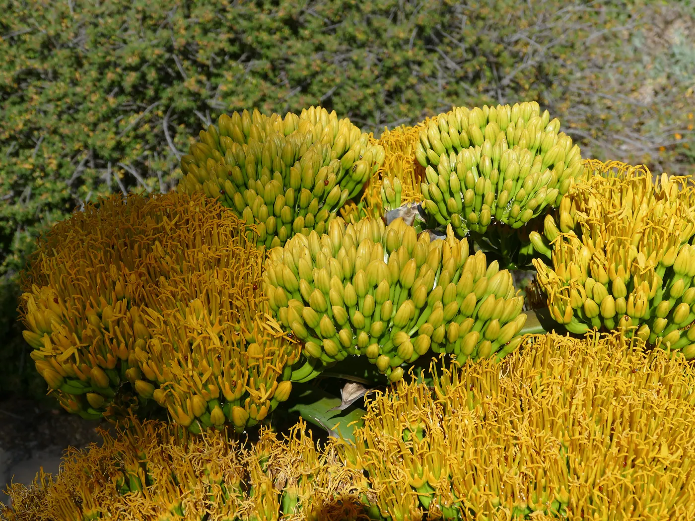Agave sebastiana