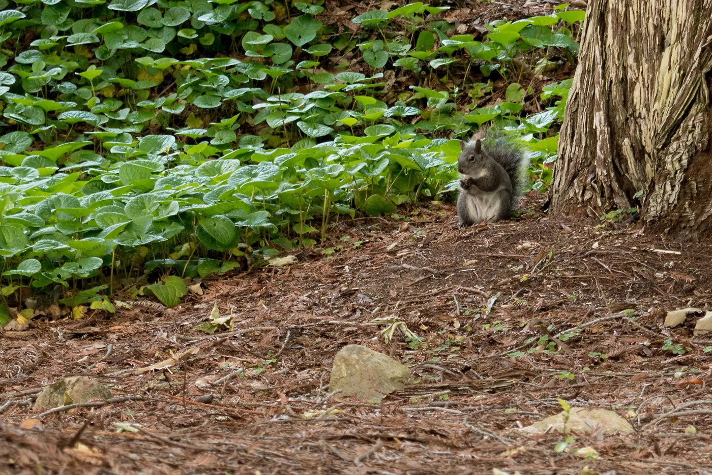 Squirrel in Redwood Section