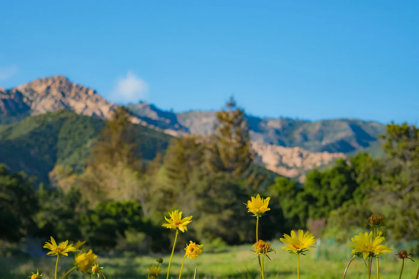 Yellow Flowers with Meadow background