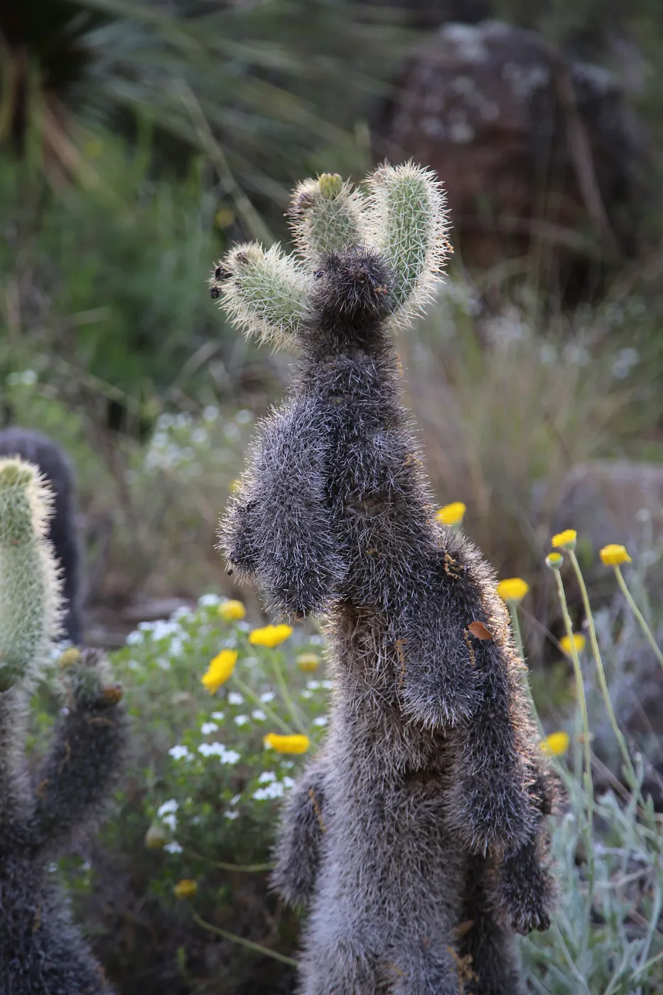 Jumping Cholla
