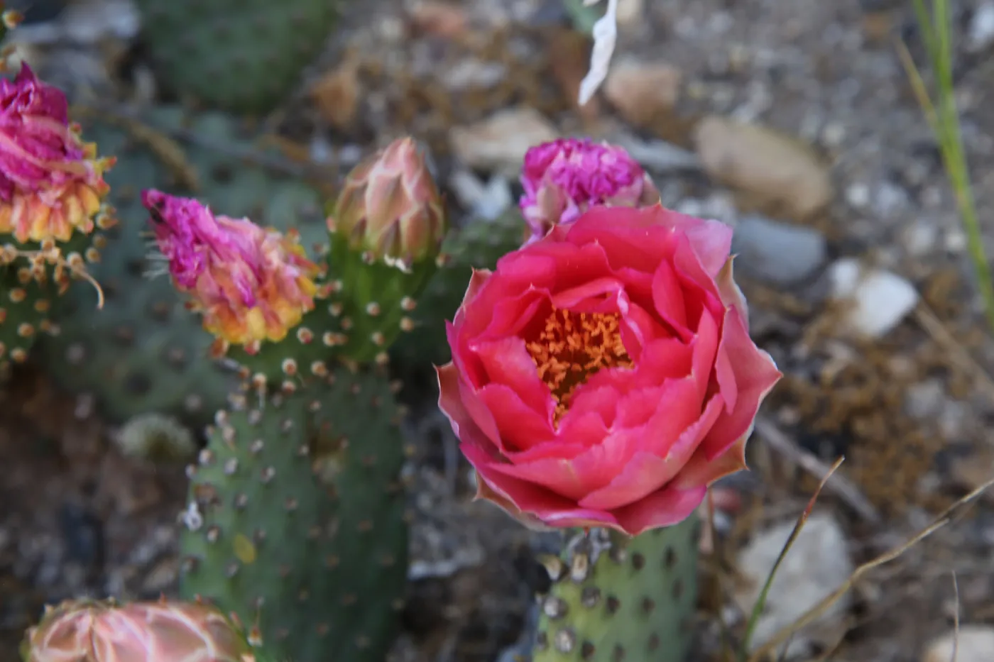 Beavertail cactus