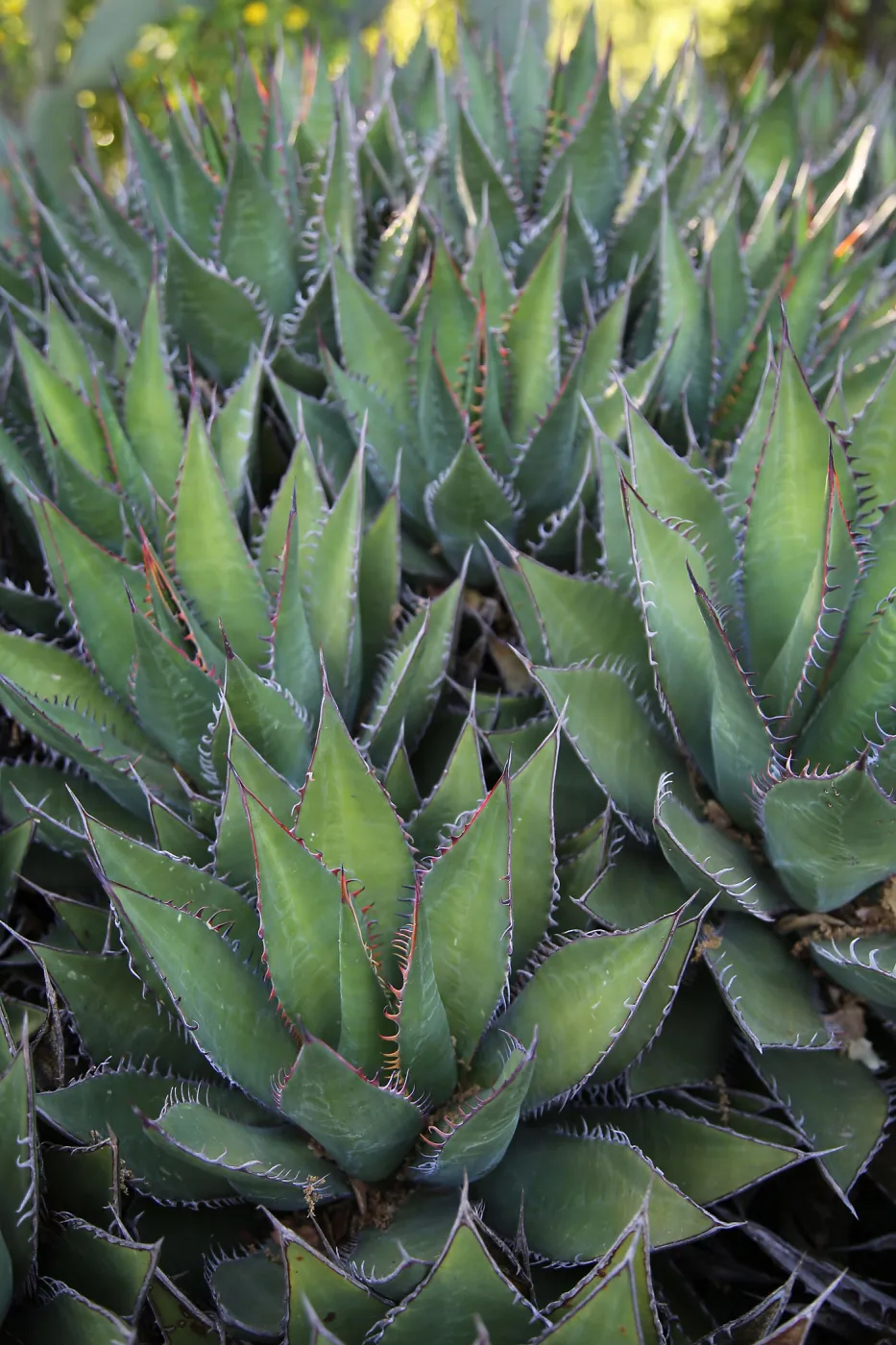 Shaw's Agave