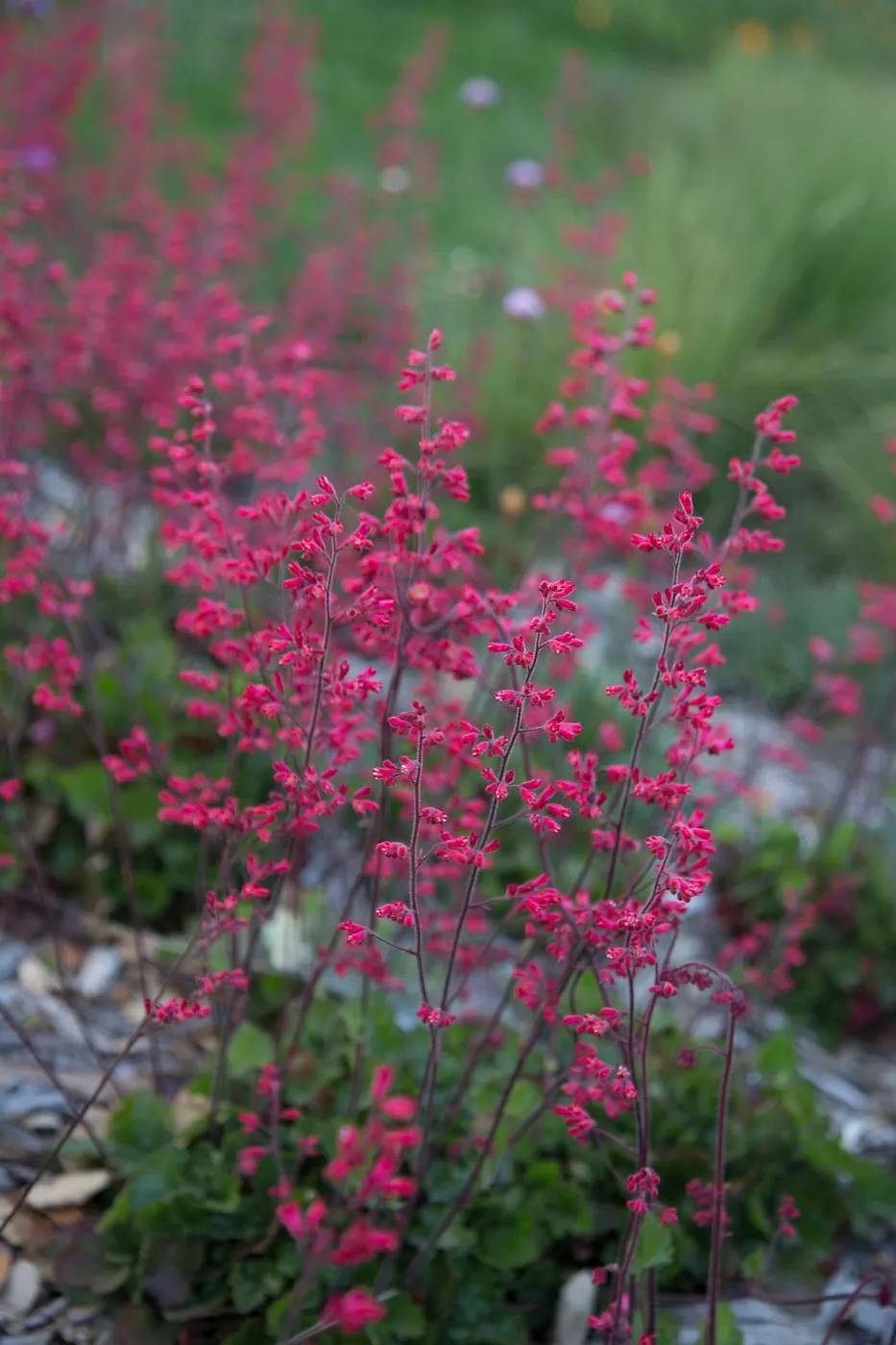 Heuchera