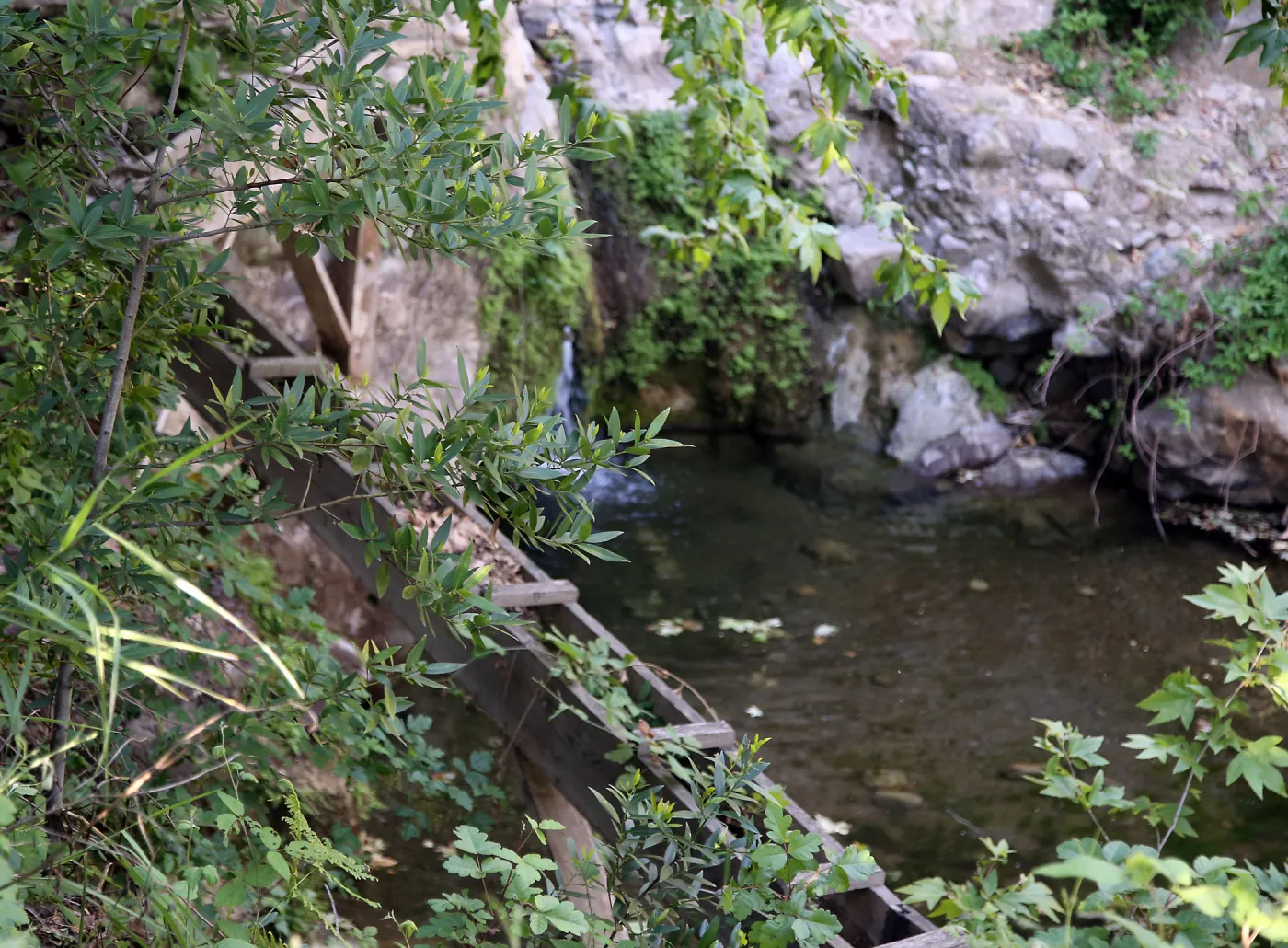 Trees below Mission Dam