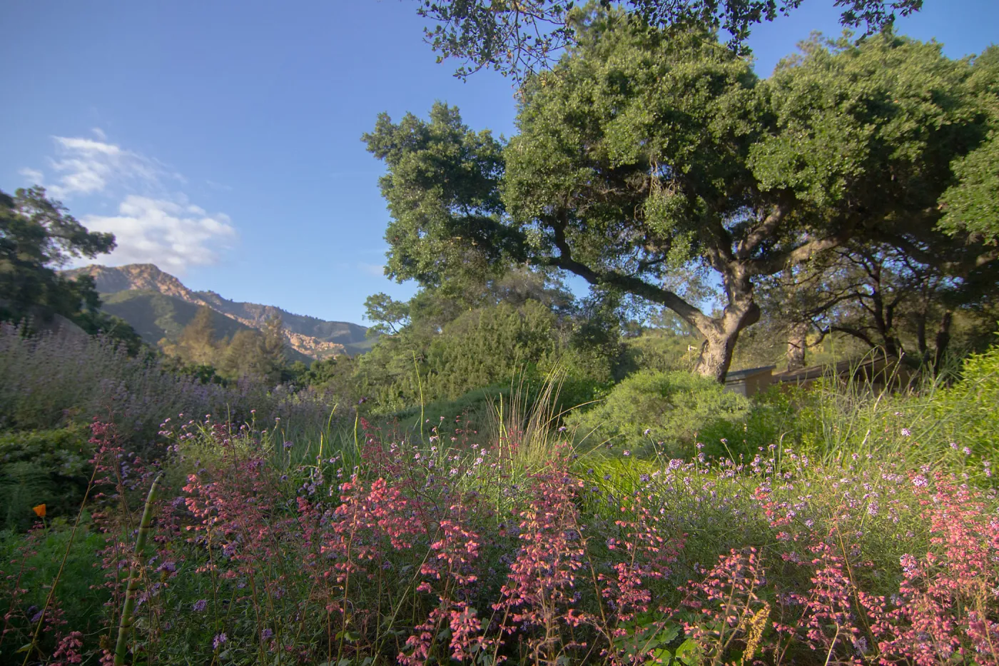 Heuchera and Meadow