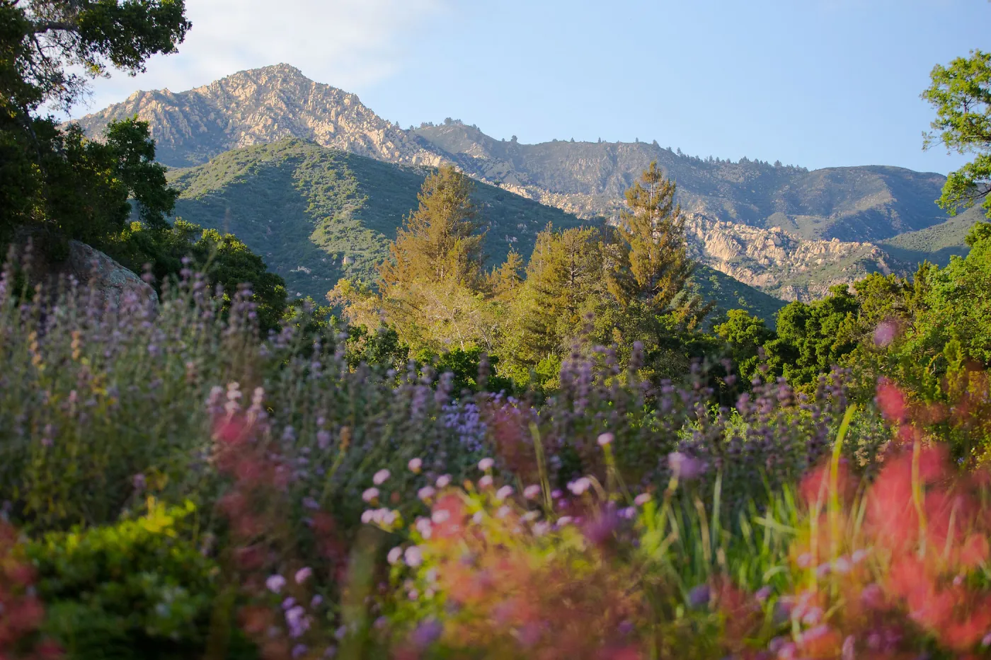 Meadow