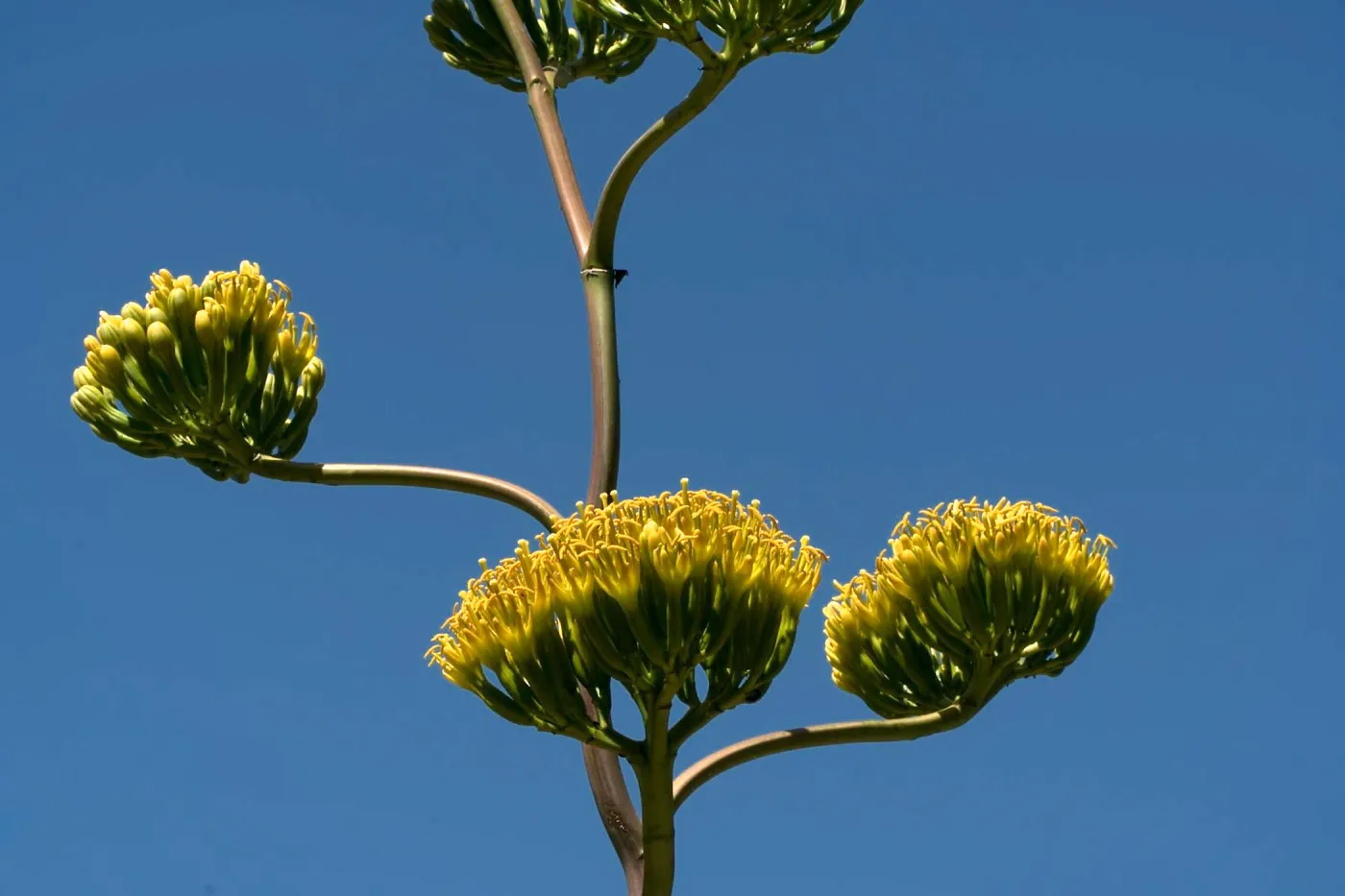Agave margaritae in the Dudleya Display