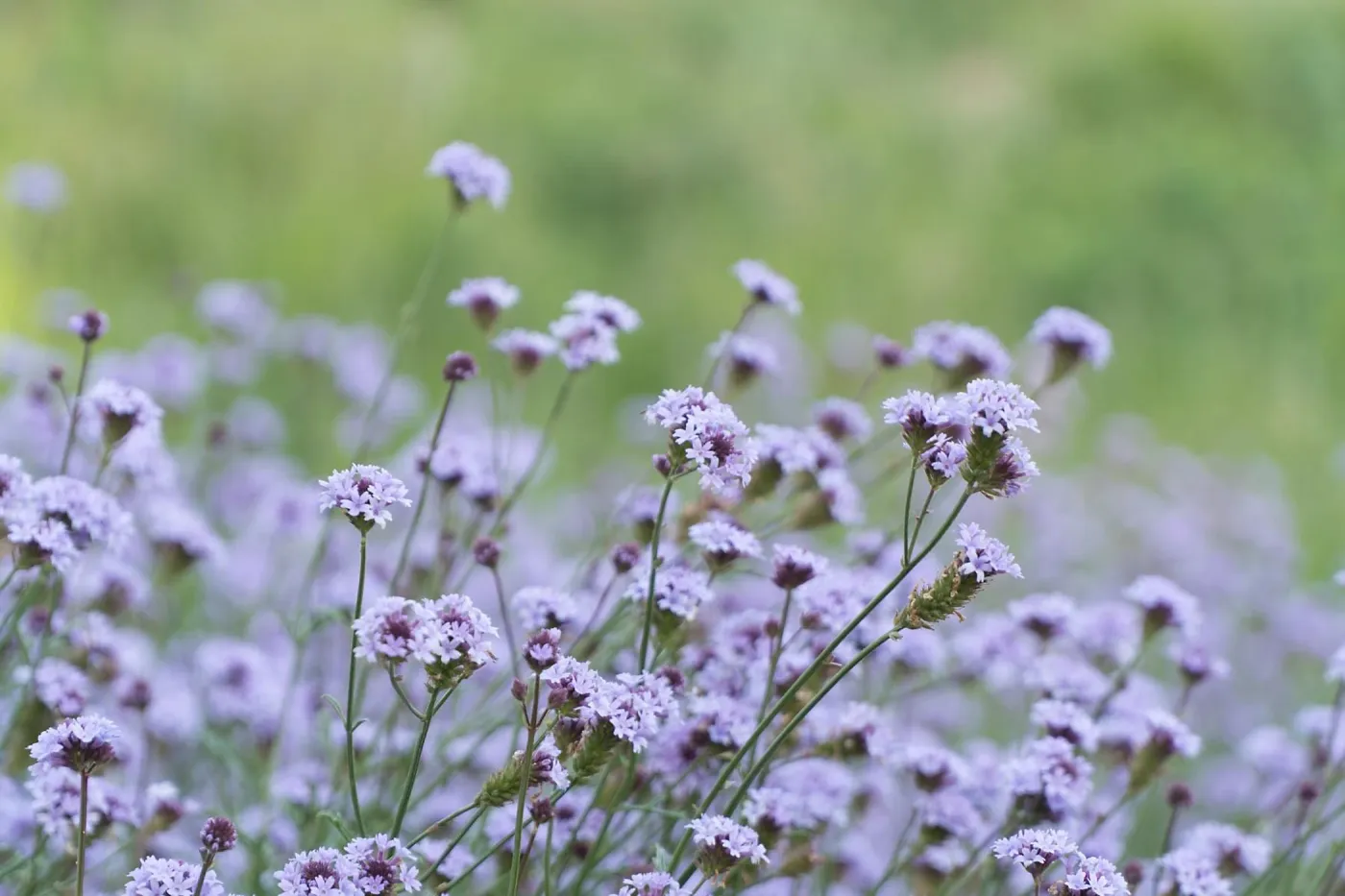 Verbena de la Mina