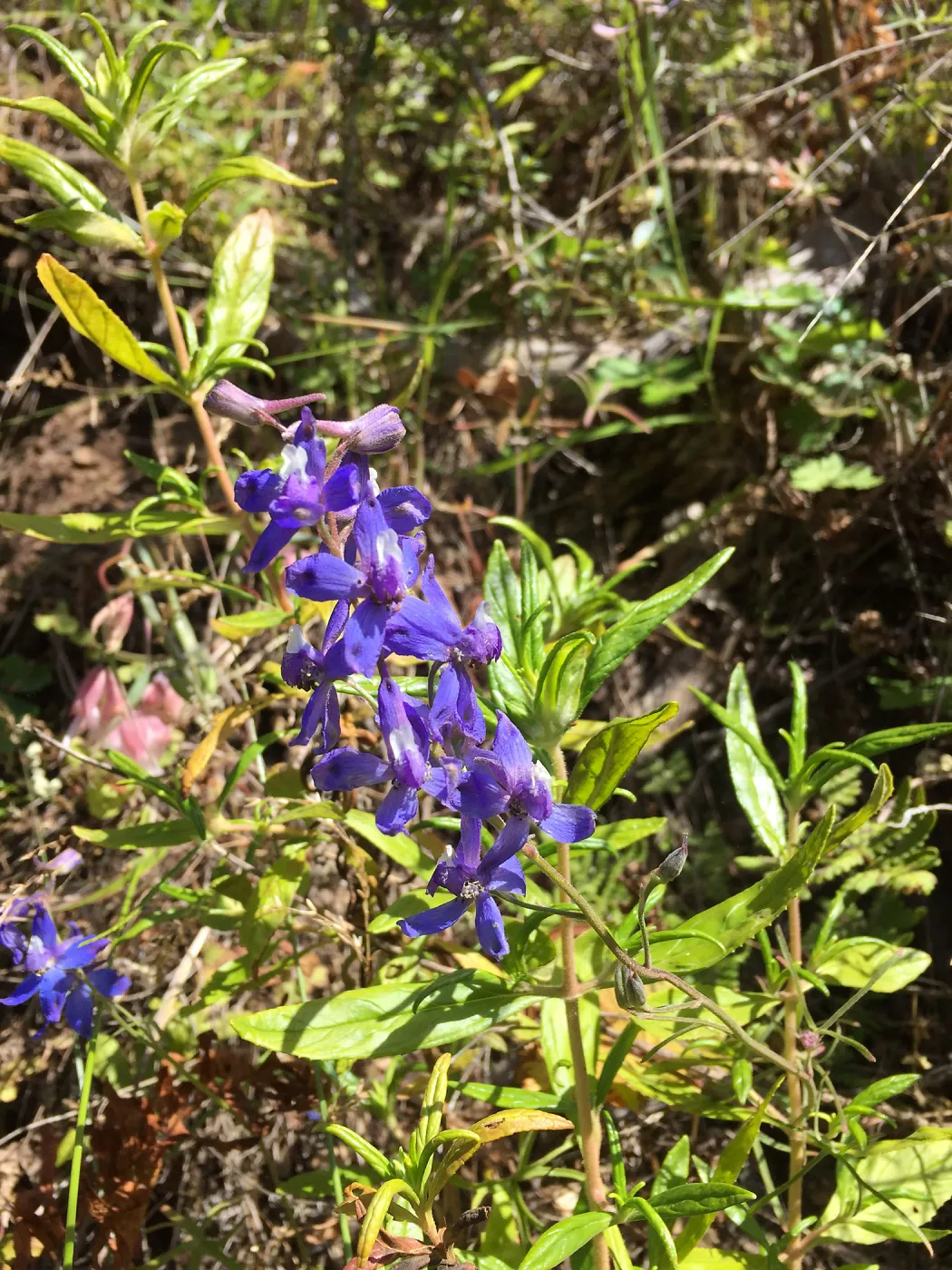 Santa Cruz Island Trip, Larkspur (Delphinium parryi)