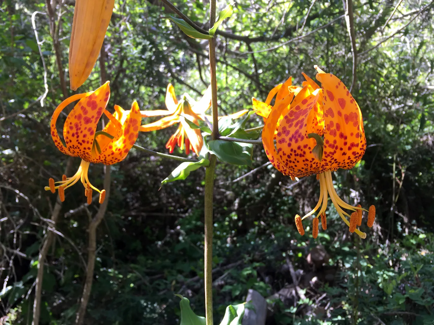 Santa Cruz Island Trip, Humboldt Lily (Lilium humboldtii ssp. ocellatum)
