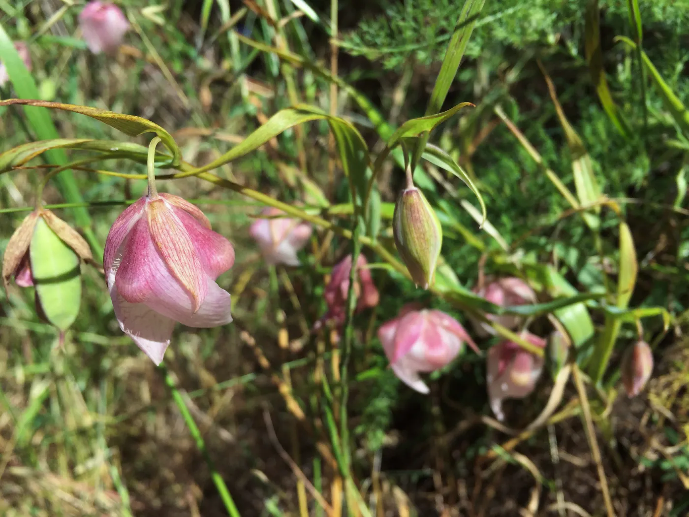 Santa Cruz Island Trip, White Fairy Lantern (Calochortus albus)