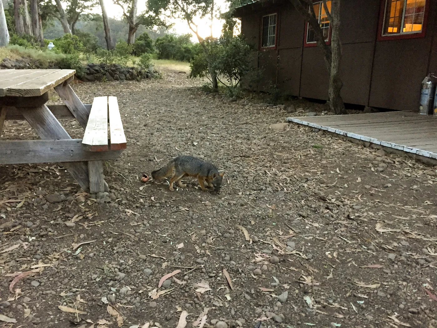 Santa Cruz Island Trip, Channel Island Fox at Field Station
