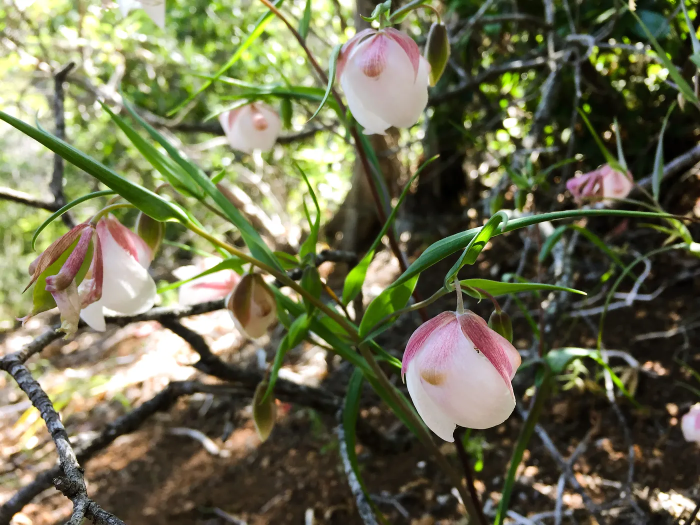Santa Cruz Island Trip, White Fairy Lantern (Calochortus albus)