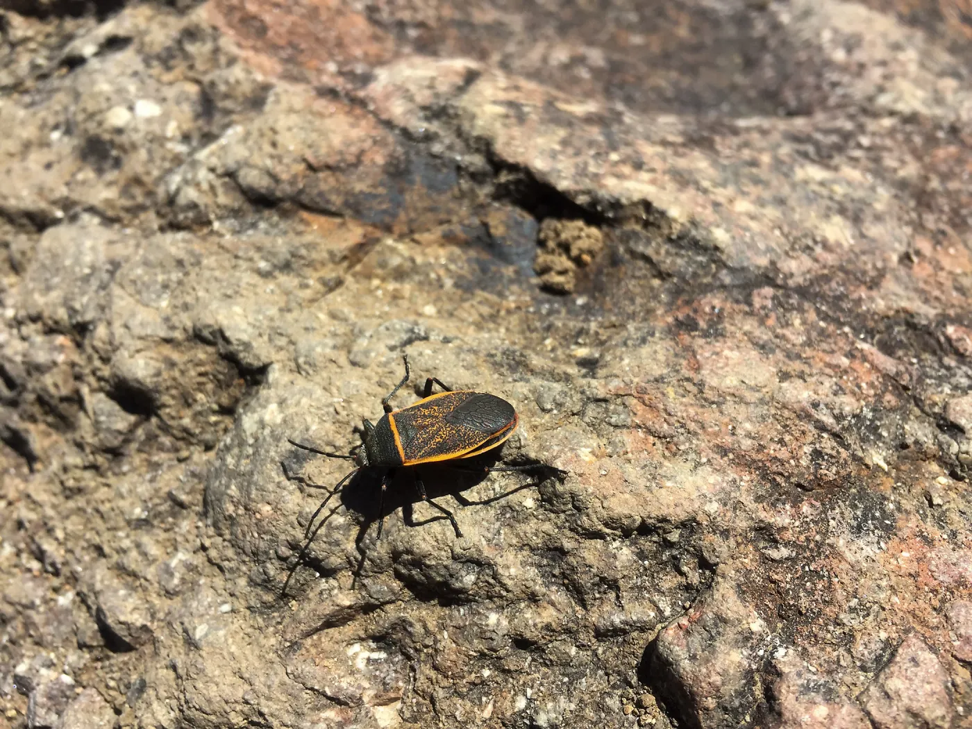 Santa Cruz Island Trip, Largid bug on rock