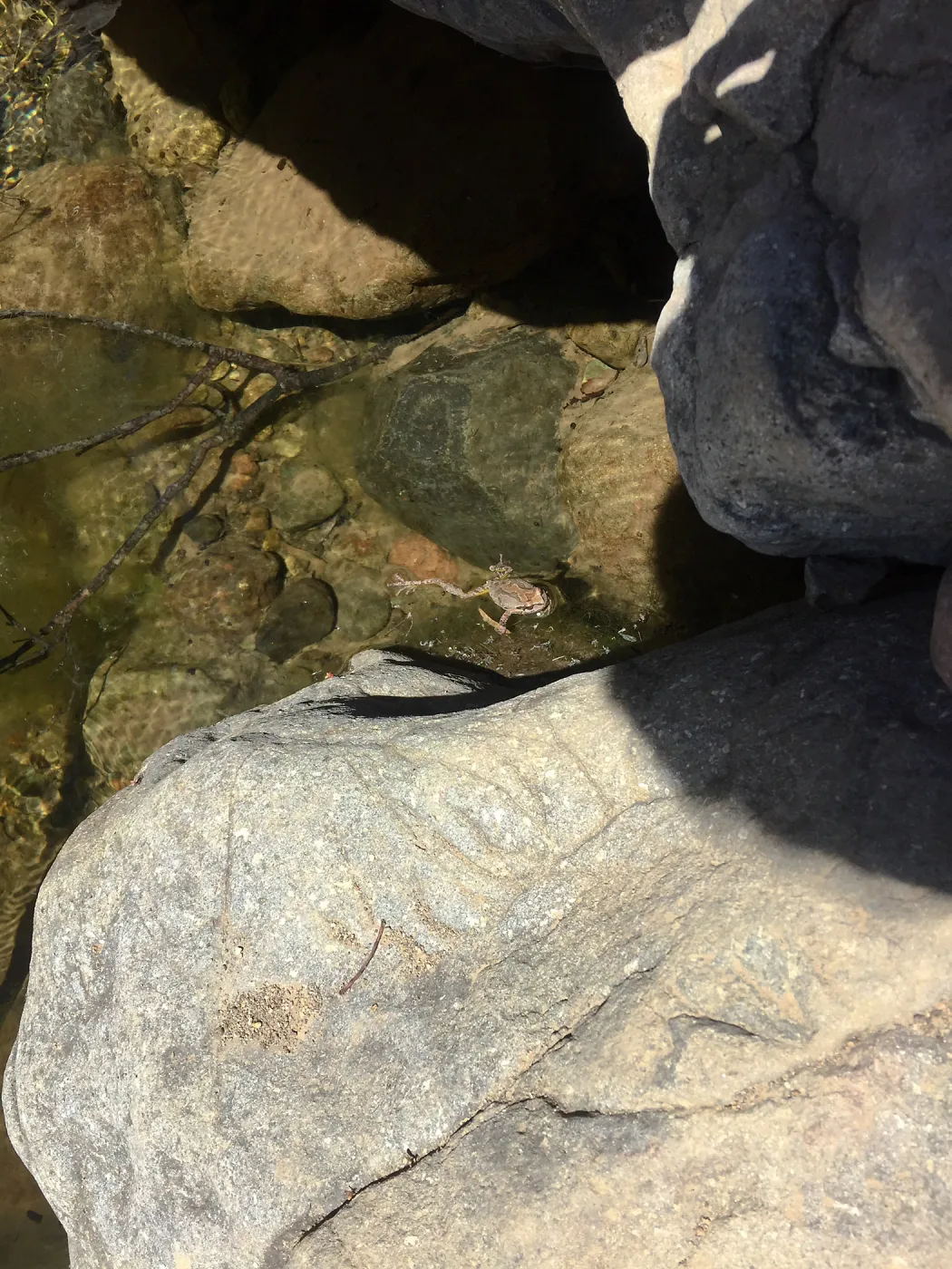 Santa Cruz Island Trip, Frog in pool of water