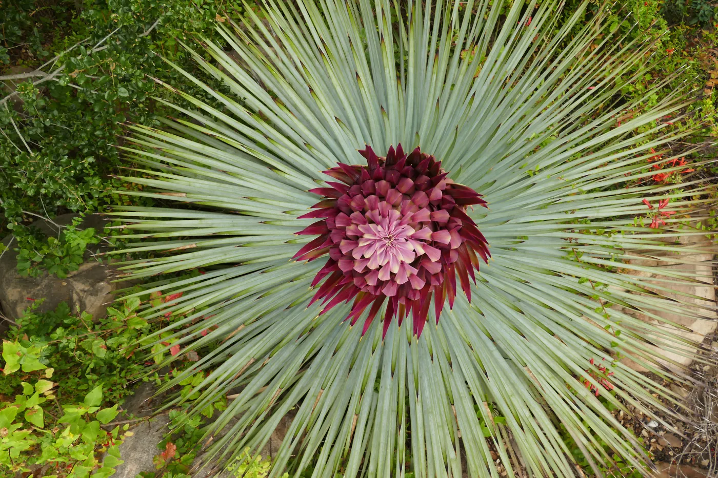 Our Lord's Candle - Hesperoyucca whipplei infloresence