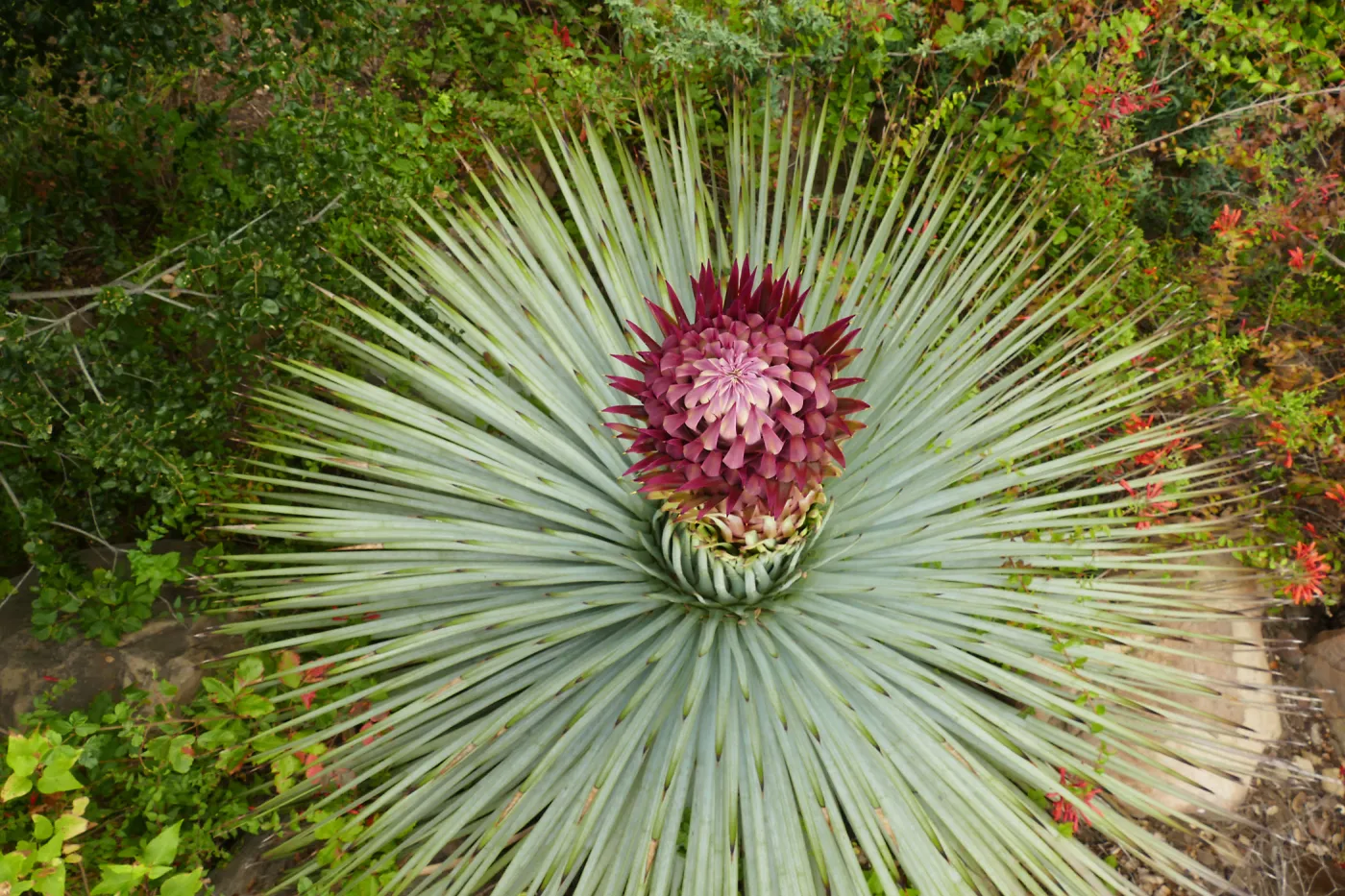Our Lord's Candle - Hesperoyucca whipplei infloresence