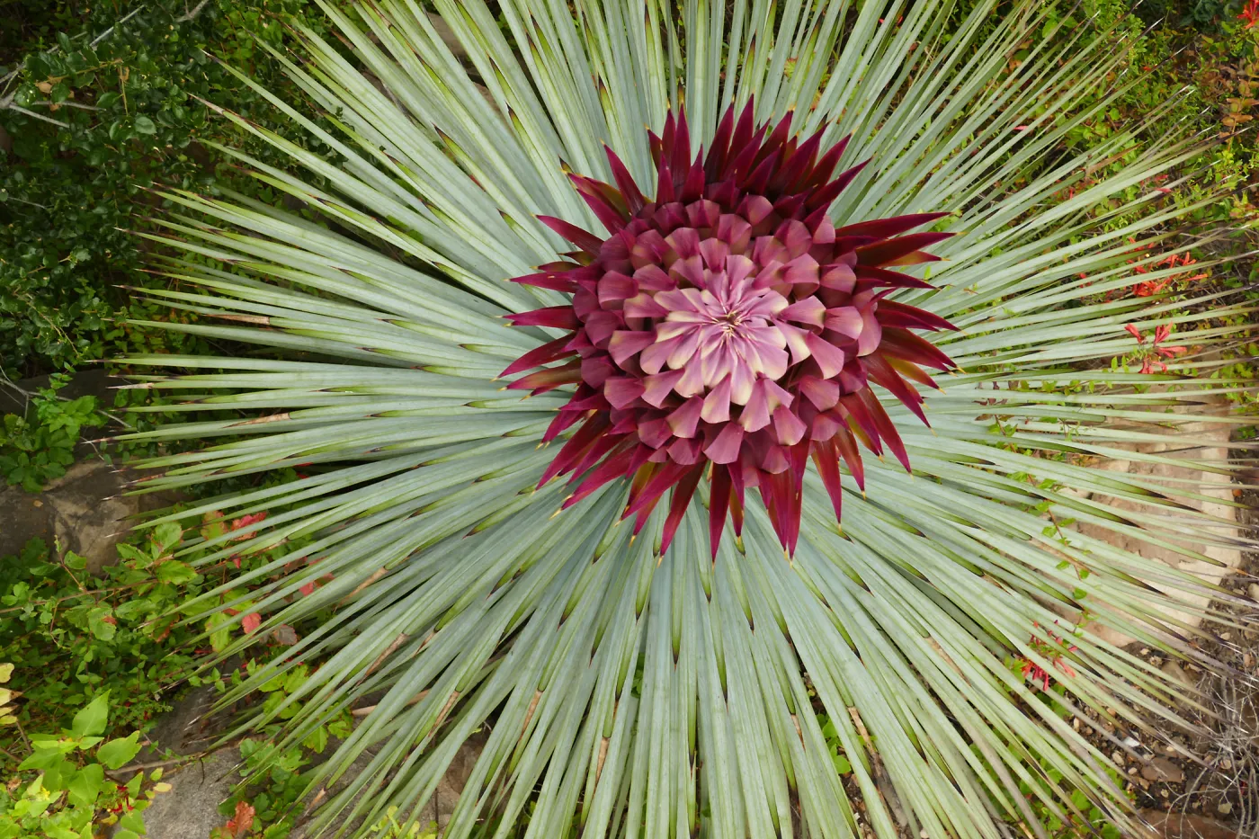 Our Lord's Candle - Hesperoyucca whipplei infloresence
