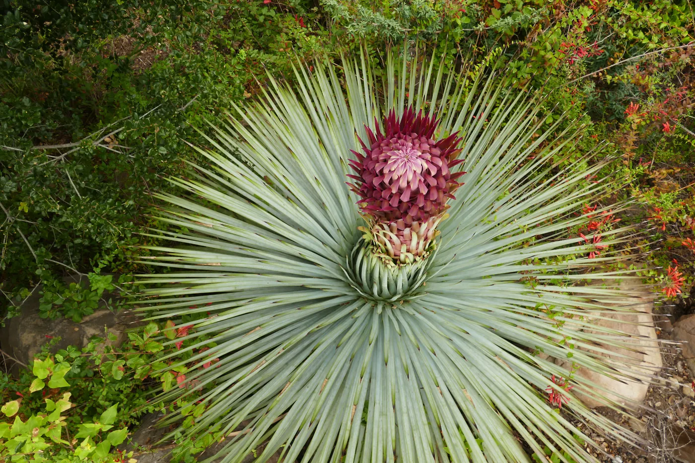 Our Lord's Candle - Hesperoyucca whipplei infloresence
