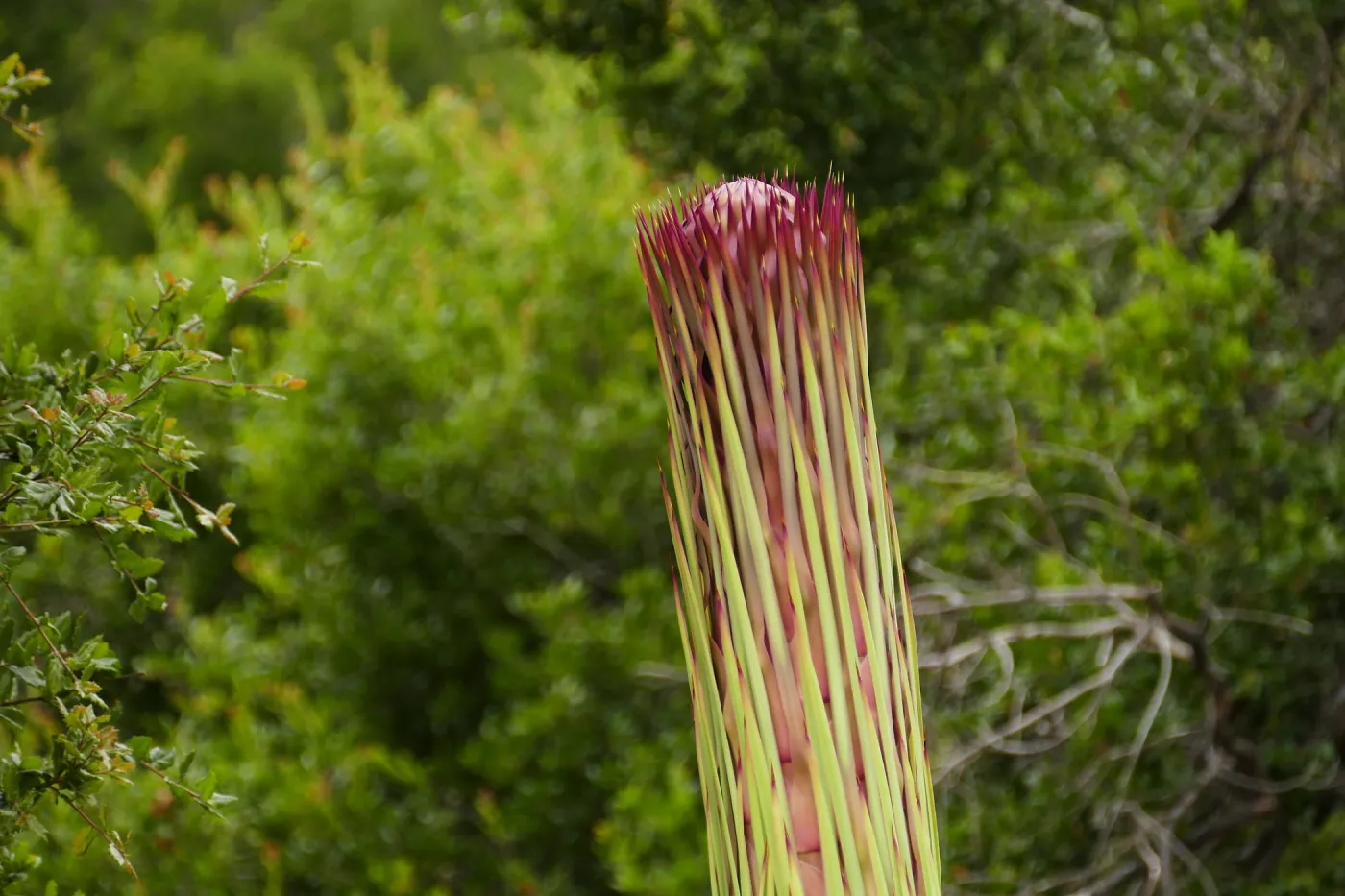 Our Lord's Candle - Hesperoyucca whipplei infloresence