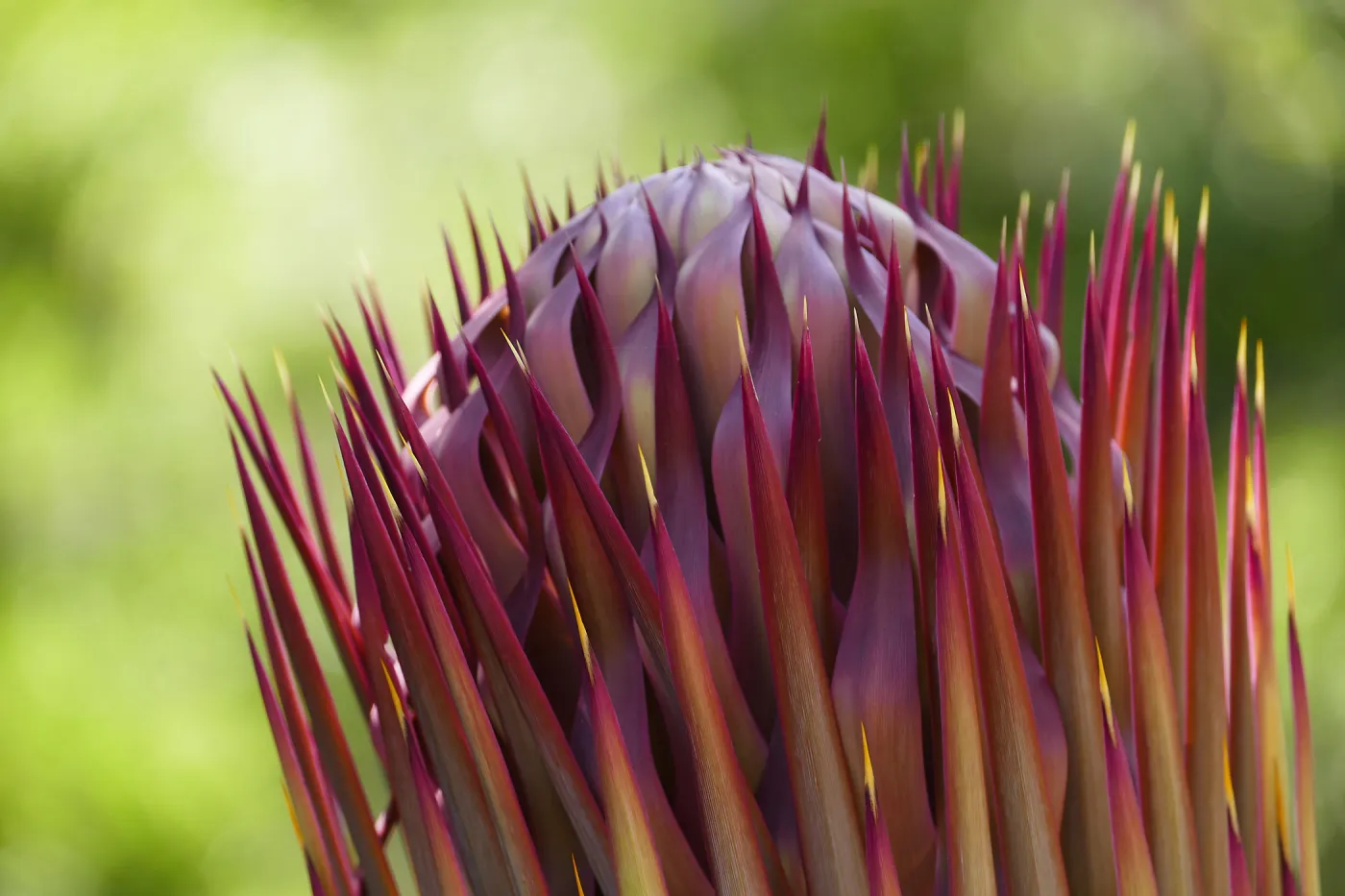 Our Lord's Candle - Hesperoyucca whipplei infloresence