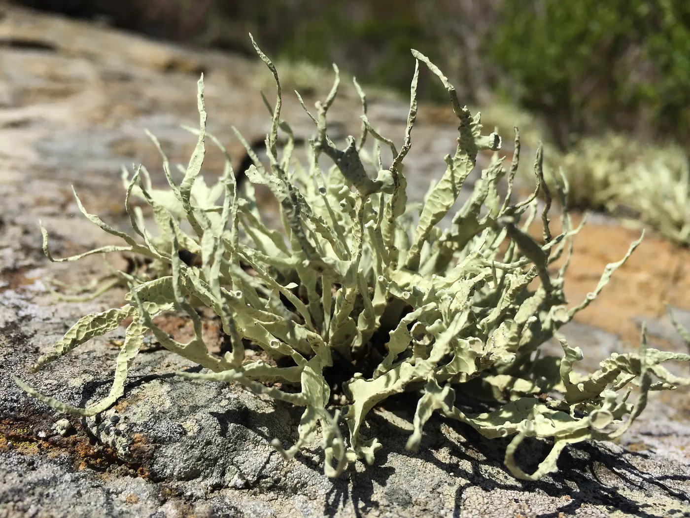 Santa Rosa Island Trip, lichen on rock