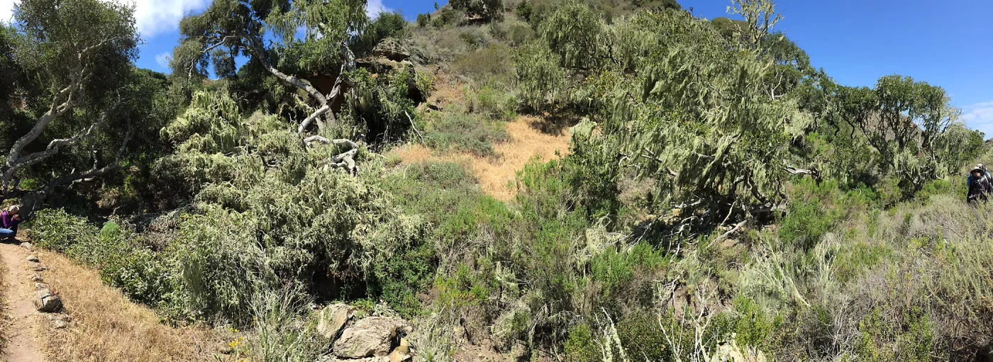 Santa Rosa Island Trip, lichen on trees in Lobo Canyon